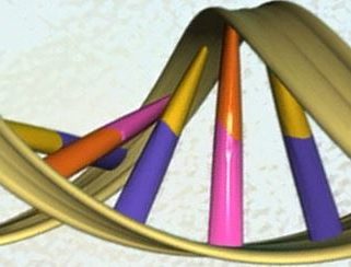 সমকামী মস্তিস্ক এবং সমকামী জিনের খোঁজে – অভিজিৎ রায়